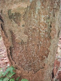 树木白蚁