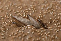 繁殖蚁